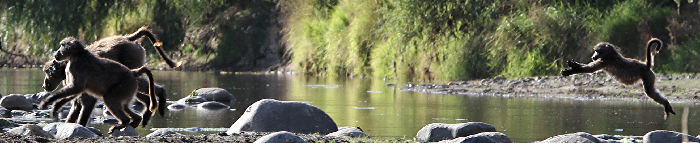 Samara baboons